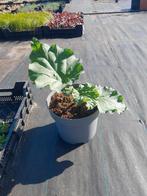 Rode rabarber planten in 10 liter potten kosten 8.50, Tuin en Terras, Planten | Tuinplanten, Ophalen, Zomer, Overige soorten, Volle zon