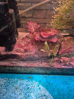 Rode Tijger Lotus, Dieren en Toebehoren, Vissen | Aquariumvissen, Vis