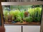 Fluval Siena 270., Ophalen, Zo goed als nieuw, Gevuld zoetwateraquarium