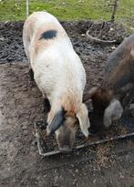 Varken / zeug, Vrouwelijk