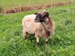 Schoonebeeker dekram, Dieren en Toebehoren, Schapen, Geiten en Varkens, Mannelijk, Schaap, 0 tot 2 jaar