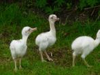 nandoe kuikens ,gesext , wit en grjs, Dieren en Toebehoren, Meerdere dieren, Overige soorten