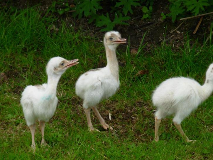 nandoe kuikens ,gesext , wit en grjs, Dieren en Toebehoren, Pluimvee, Overige soorten, Meerdere dieren