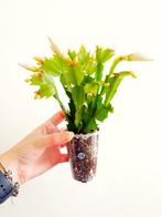 Lidcactus – Schlumbergera wit #139, Ophalen of Verzenden, Halfschaduw, Minder dan 100 cm