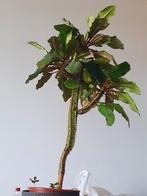 Madagascar jewel stekjes, Ophalen, Overige soorten, Minder dan 100 cm