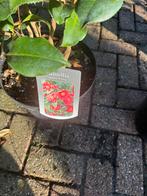 Camelia’s dr king grote struik 120 goed vertakt vol knop, Ophalen, Overige soorten, Halfschaduw