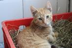 kittens te koop, Dieren en Toebehoren, Katten en Kittens | Overige Katten, Meerdere dieren, Kortharig, 0 tot 2 jaar