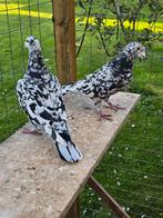 Postduiven duiven te koop, Dieren en Toebehoren, Vogels | Duiven, Meerdere dieren, Postduif