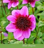 Dahliaknollen, Ophalen of Verzenden, Volle zon, Knol