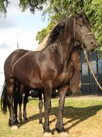 Stamboek Friese Merrie met hengstveulen, Dieren en Toebehoren, Paarden, Merrie