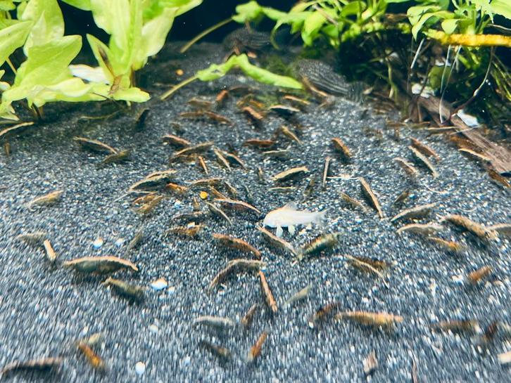 Wildkleur (Bruine) Neocaridina Garnalen, Dieren en Toebehoren, Vissen | Aquariumvissen, Kreeft, Krab of Garnaal