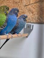 Blackface Blackfaceblackwing, Dieren en Toebehoren, Meerdere dieren, Parkiet, Geringd