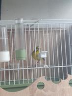 Mozambiquesijs man, Mannelijk, Tropenvogel, Geringd