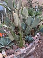 Cactus Winterhard, Tuin en Terras, Volle zon, Vaste plant, Zomer, Ophalen