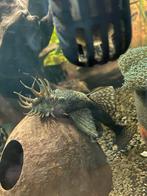 4 borstelneus ancistrus, Dieren en Toebehoren, Vis, Zoetwatervis