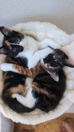 1 Kitten aftehalen, Dieren en Toebehoren, Katten en Kittens | Overige Katten, Meerdere dieren, Kortharig, 0 tot 2 jaar