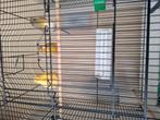 Kanaries maneje, Dieren en Toebehoren, Vogels | Hokken en Kooien, Ophalen, Zo goed als nieuw, Hout, Vogelkooi