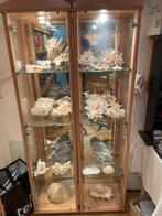 GROTE TROPISCHE SCHELPEN zie toelichting v.a. 29 euro, Ophalen of Verzenden, Zo goed als nieuw, Overige soorten, Overige typen