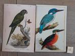 OPRUIMING   VOGELS A 13, Verzamelen, Ansichtkaarten | Dieren, Ophalen, 1980 tot heden, Vogel