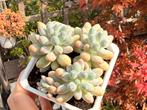 Pachyphytum Baby Finger/pot 9cm/vetplant/succulent, Ophalen of Verzenden, Halfschaduw, Minder dan 100 cm