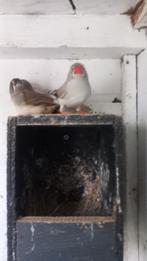 1 koppel zeebravinken  1koppel meeuwen per koppel, Dieren en Toebehoren