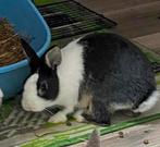 Lieve konijnen (rammetjes) zoeken nieuw thuis, Dieren en Toebehoren, Konijnen, Mannelijk, Dwerg