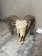 Schedels: Shetland schaap ram & Schotse Hooglander, Huis en Inrichting, Ophalen, Zo goed als nieuw