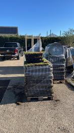 Sedum trays 50x50 grote voorraad 48 euro per m2, Ophalen of Verzenden, Zomer, Halfschaduw