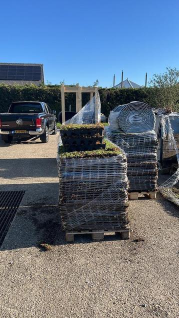 Sedum trays 50x50 grote voorraad 48 euro per m2 beschikbaar voor biedingen