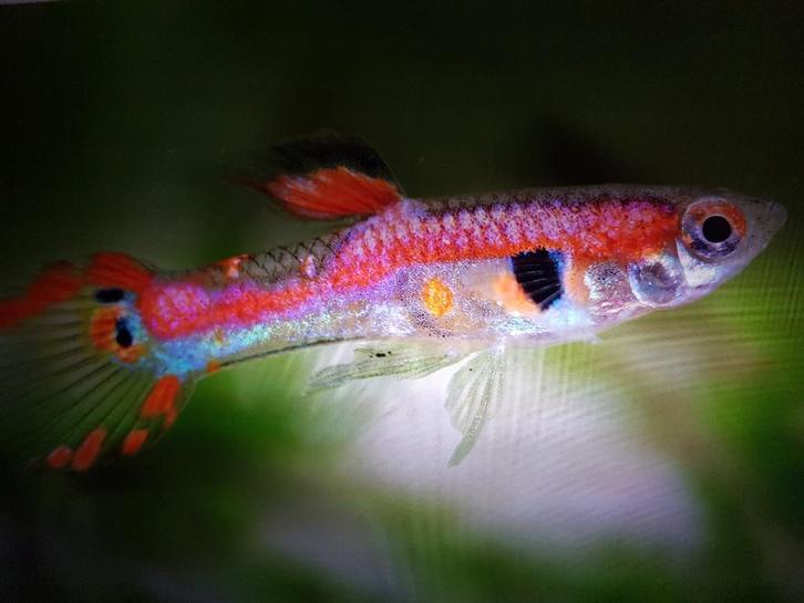 Te koop gezonde ENDLER GUPPEN mannen & vrouwtjes mooie kleur, Dieren en Toebehoren, Vissen | Aquariumvissen, Zoetwatervis, Vis