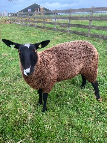 Zwartbles ooi geboren maart 2025 beschikbaar voor biedingen