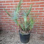 3 mooie chamaerops humilis cerifera, Volle zon, Vaste plant, Zomer, Ophalen