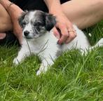 Exclusieve Maltipoo / Havanezer Puppy, Dieren en Toebehoren, Honden | Chihuahua's en Gezelschapshonden, Maltezer, Rabiës (hondsdolheid)