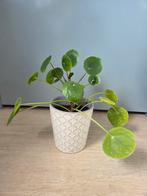 Pannenkoekplant in pot, Huis en Inrichting, Kamerplanten, Ophalen, Overige soorten, Halfschaduw, In pot