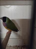 Gouldamadine pop van begint 2025, Dieren en Toebehoren, Vogels | Overige Vogels, Vrouwelijk, Geringd