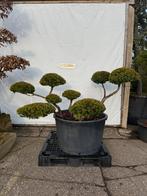 Taxus vormsnoei, Ophalen, Zo goed als nieuw, Rond, Metaal