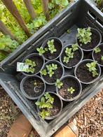 Kruiden planten diverse soorten, Tuin en Terras, Ophalen, Volle zon, Groenteplanten, Eenjarig