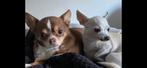 Liefdevolle vakantie opvang gezocht voor 2 Chihuahua’s., Pension of Dagopvang