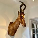 Hartenbeest Schoudermontage Taxidermie Antilope, Ophalen, Zo goed als nieuw, Wild dier, Opgezet dier