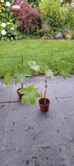 2x Wonderboom, Tuin en Terras, Ophalen, Zomer, Overige soorten, Volle zon