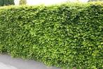 beukenhaag planten, groene Beuken Fagus sylvatica 40-225cm, Tuin en Terras, Planten | Struiken en Hagen, Ophalen of Verzenden