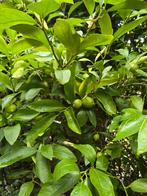 2 x limoenbomen in Pot, Ophalen, Lente, Overige soorten, Volle zon