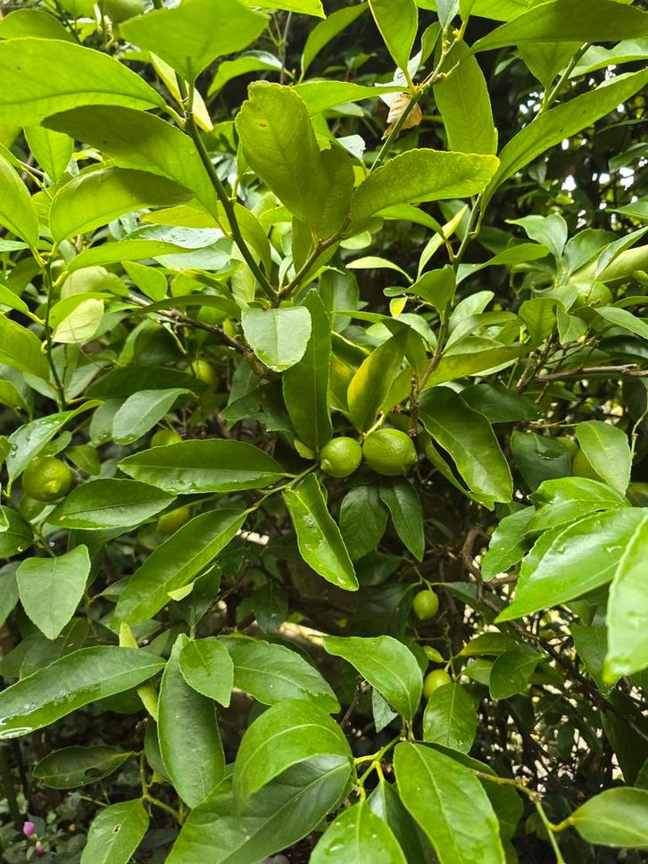2 x limoenbomen in Pot, Tuin en Terras, Planten | Fruitbomen, Overige soorten, 100 tot 250 cm, Volle zon, Lente, In pot, Ophalen