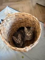 Lieve en speelse kittens te koop! (Nog 2 over!), Poes