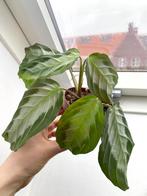 Maranta Silver band plant, Overige soorten, Minder dan 100 cm, Ophalen of Verzenden, Halfschaduw