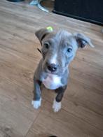 Stafford reu pup te koop, Dieren en Toebehoren, Reu, Eén hond, Nederland, Particulier