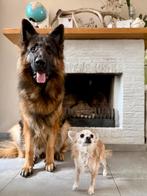 Poetshulp gezocht, Overige uren, Overige niveaus, Vanaf 3 jaar, Overige vormen