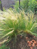 VEDERGRAS OF STIPA TENUISSIMA- PONYTAILS, Ophalen, Volle zon, Vaste plant, Siergrassen