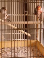 kanaries te koop, Meerdere dieren, Kleurkanarie