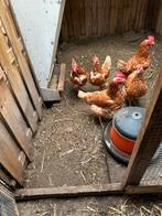 Bruine legkip, Dieren en Toebehoren, Pluimvee, Vrouwelijk, Kip